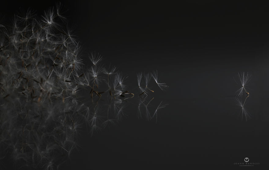 "Balance" An Intimate Portrait Of A Dandelion - A Mindfulness Photo Series I Created During Lockdown. "Balance" An Intimate Portrait Of A Dandelion - A Mindfulness Photo Series I Created During Lockdown.