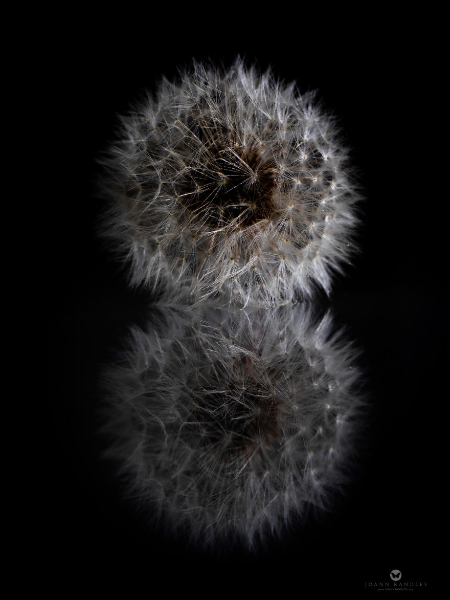"Balance" An Intimate Portrait Of A Dandelion - A Mindfulness Photo Series I Created During Lockdown. "Balance" An Intimate Portrait Of A Dandelion - A Mindfulness Photo Series I Created During Lockdown.