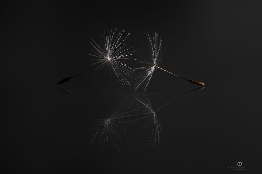 "Balance" An Intimate Portrait Of A Dandelion - A Mindfulness Photo Series I Created During Lockdown. "Balance" An Intimate Portrait Of A Dandelion - A Mindfulness Photo Series I Created During Lockdown.