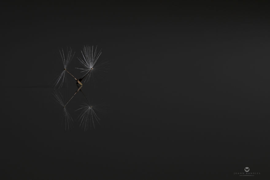 "Balance" An Intimate Portrait Of A Dandelion - A Mindfulness Photo Series I Created During Lockdown. "Balance" An Intimate Portrait Of A Dandelion - A Mindfulness Photo Series I Created During Lockdown.