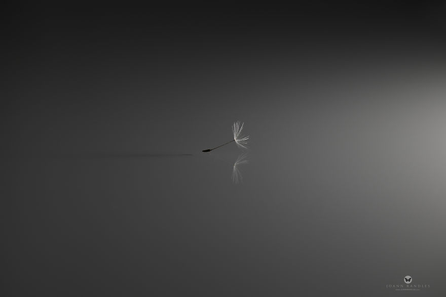 "Balance" An Intimate Portrait Of A Dandelion - A Mindfulness Photo Series I Created During Lockdown. "Balance" An Intimate Portrait Of A Dandelion - A Mindfulness Photo Series I Created During Lockdown.