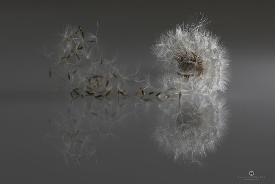"Balance" An Intimate Portrait Of A Dandelion - A Mindfulness Photo Series I Created During Lockdown. "Balance" An Intimate Portrait Of A Dandelion - A Mindfulness Photo Series I Created During Lockdown.