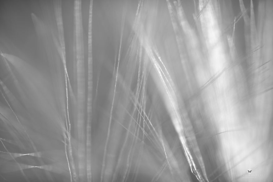 "Balance" An Intimate Portrait Of A Dandelion - A Mindfulness Photo Series I Created During Lockdown. "Balance" An Intimate Portrait Of A Dandelion - A Mindfulness Photo Series I Created During Lockdown.