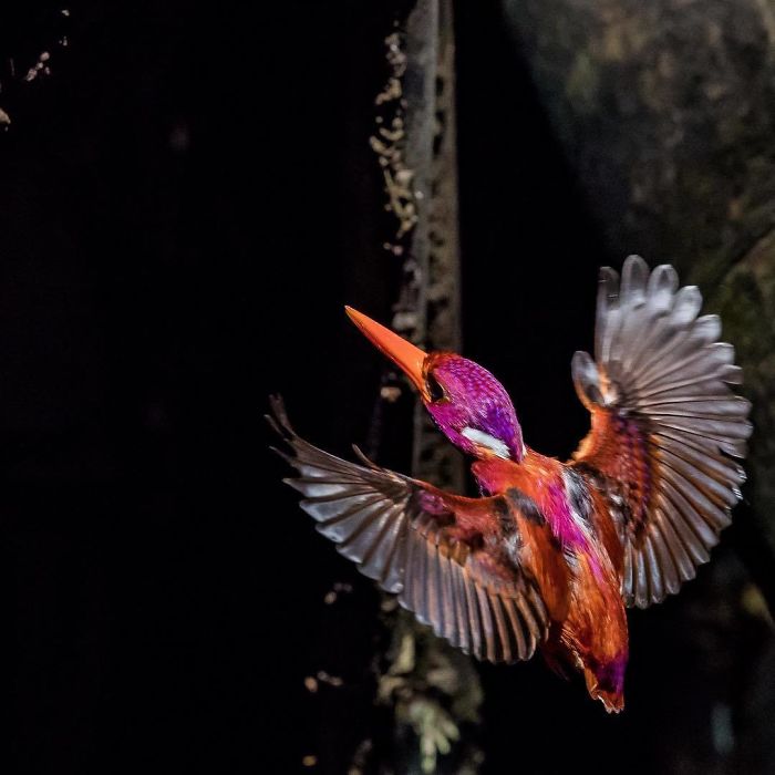 South Philippine Dwarf Kingfishe