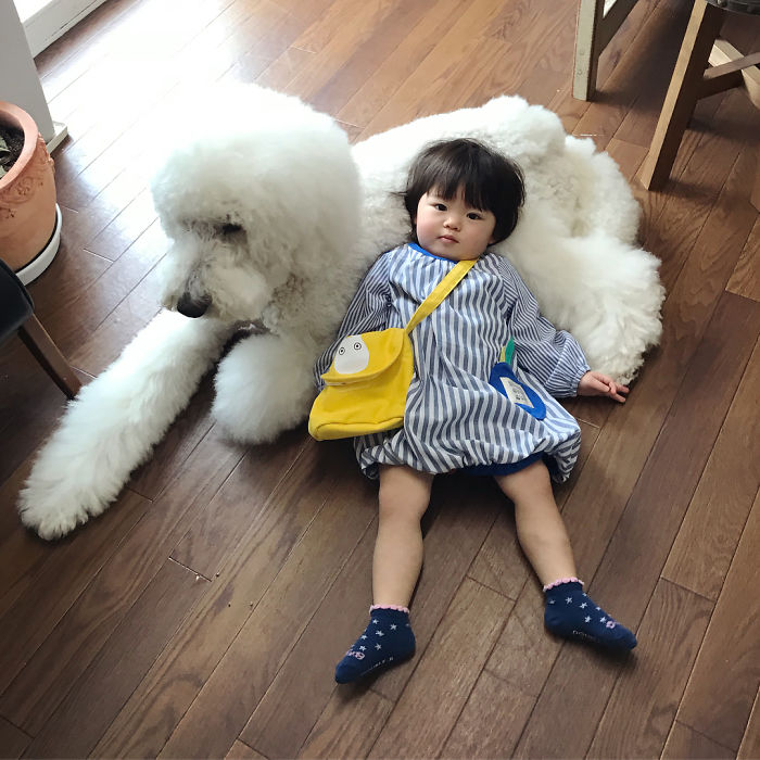 Child-Poodle-Dog-Friendship-Tamanegi-Qoo-Riku