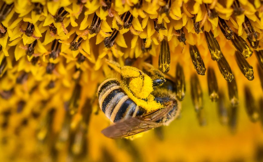 Bee