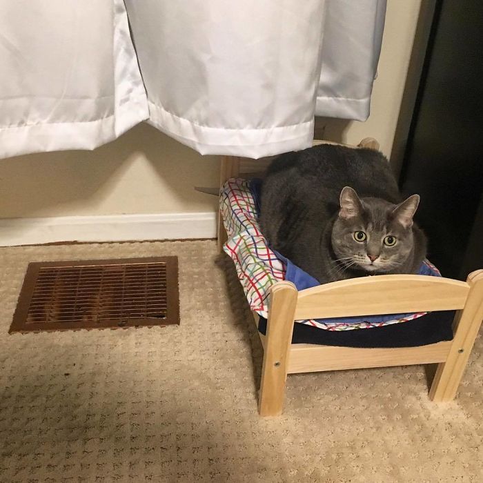 Cat Bed