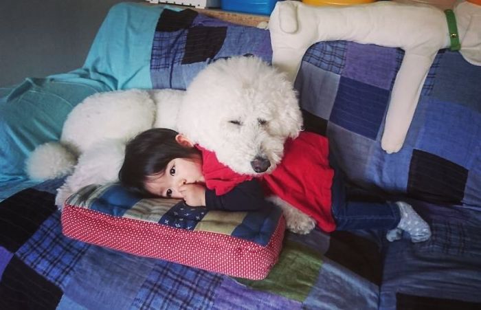 Child-Poodle-Dog-Friendship-Tamanegi-Qoo-Riku