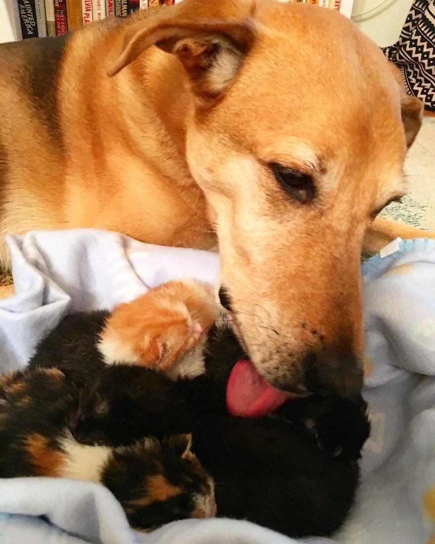 Shelter Owner For Abandoned Kittens Has A Lovely Dog As A Helper And Couldn't Have A Better One