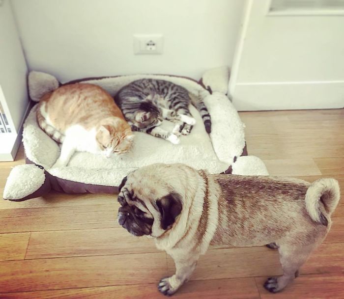 No. No No No No, Nope. This Is Too Much