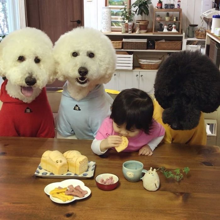 Child-Poodle-Dog-Friendship-Tamanegi-Qoo-Riku