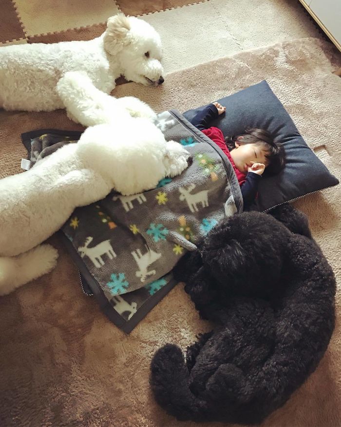 Child-Poodle-Dog-Friendship-Tamanegi-Qoo-Riku
