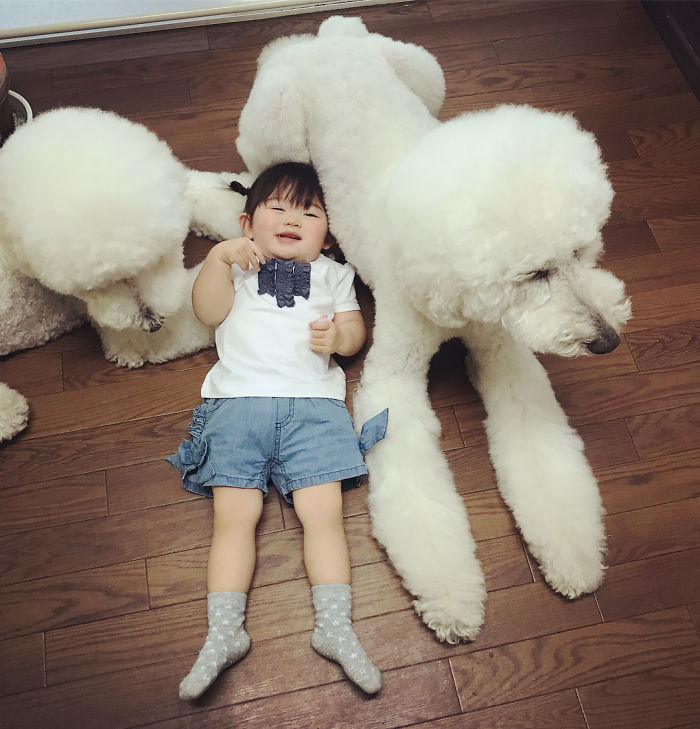 Child-Poodle-Dog-Friendship-Tamanegi-Qoo-Riku