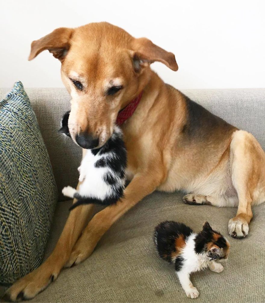 Shelter Owner For Abandoned Kittens Has A Lovely Dog As A Helper And Couldn't Have A Better One