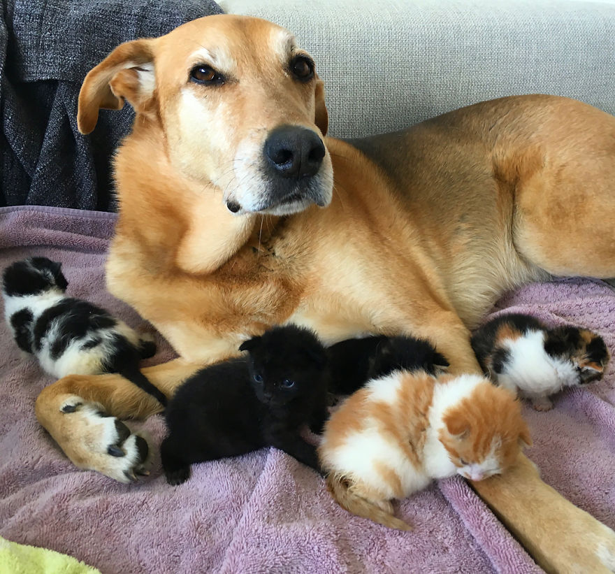 Shelter Owner For Abandoned Kittens Has A Lovely Dog As A Helper And Couldn't Have A Better One