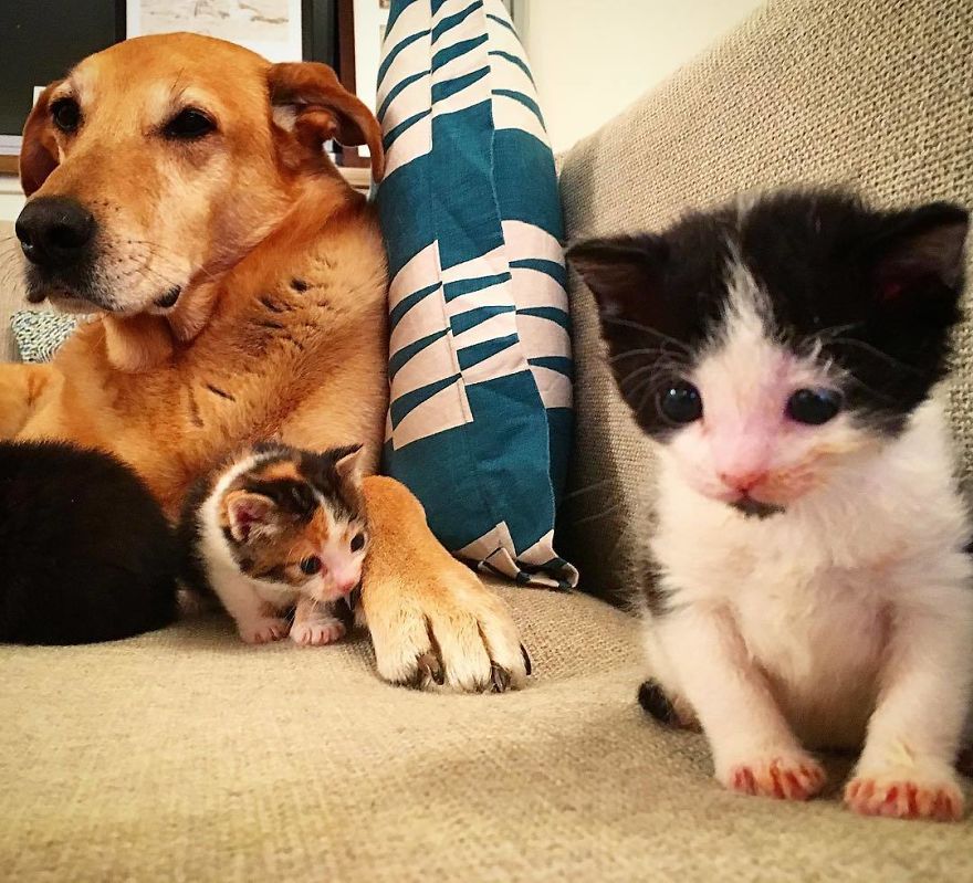 Shelter Owner For Abandoned Kittens Has A Lovely Dog As A Helper And Couldn't Have A Better One