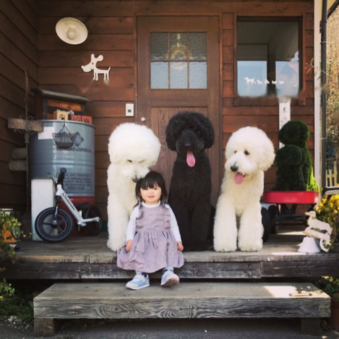 Child-Poodle-Dog-Friendship-Tamanegi-Qoo-Riku