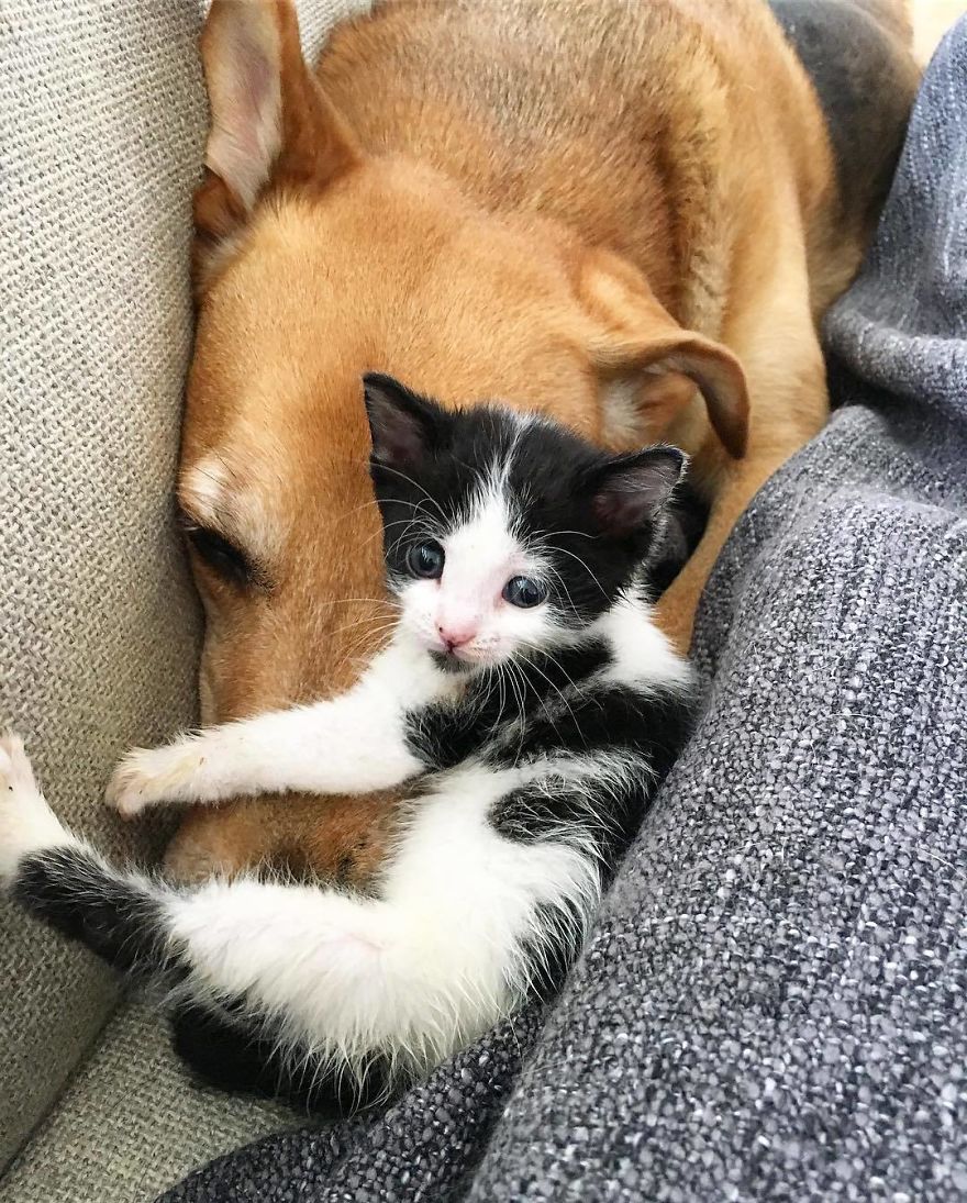 Shelter Owner For Abandoned Kittens Has A Lovely Dog As A Helper And Couldn't Have A Better One