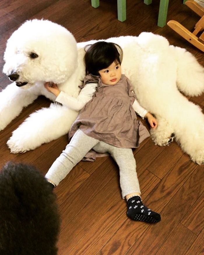 Child-Poodle-Dog-Friendship-Tamanegi-Qoo-Riku