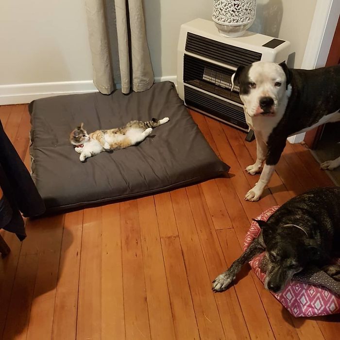 Oh Dear, Now She Has Stolen Buddy's Bed. Next She Will Be Taking Over The World