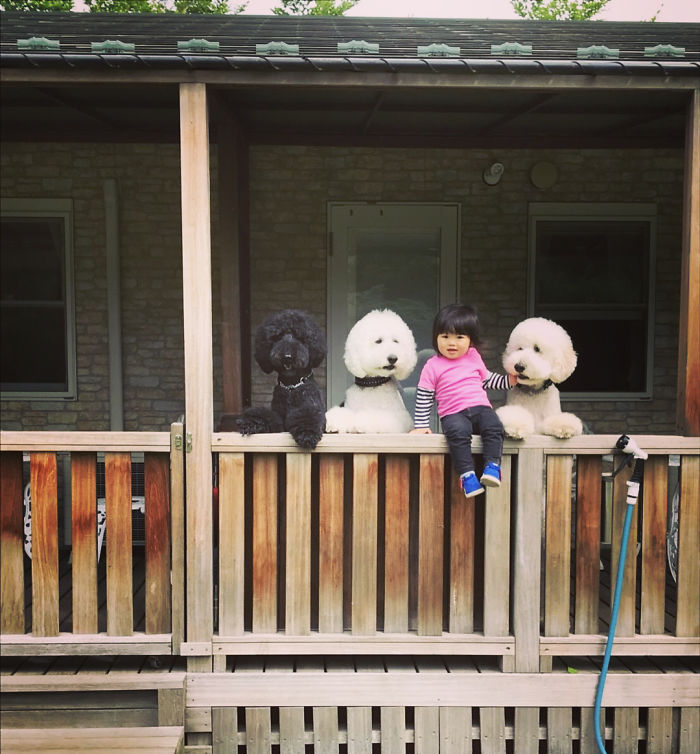 Child-Poodle-Dog-Friendship-Tamanegi-Qoo-Riku