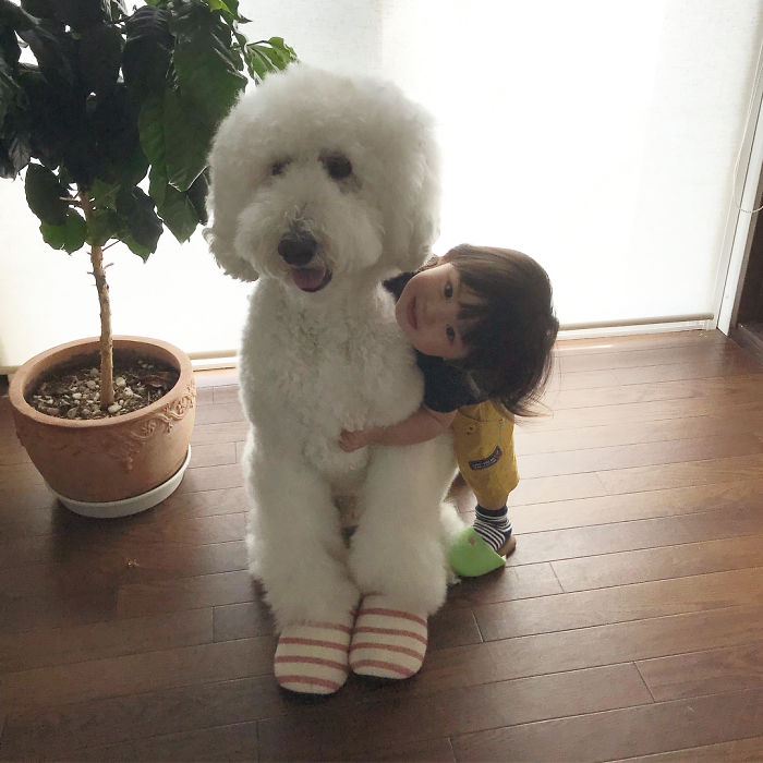 Child-Poodle-Dog-Friendship-Tamanegi-Qoo-Riku