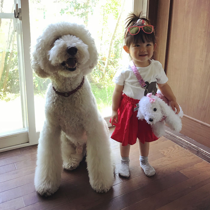 Child-Poodle-Dog-Friendship-Tamanegi-Qoo-Riku