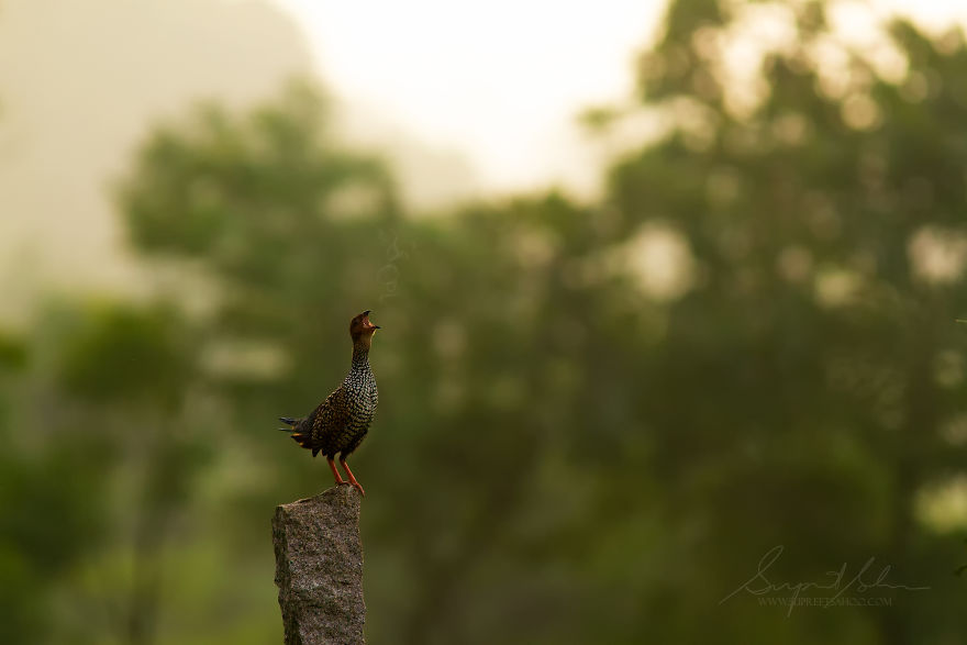 Black Francolin