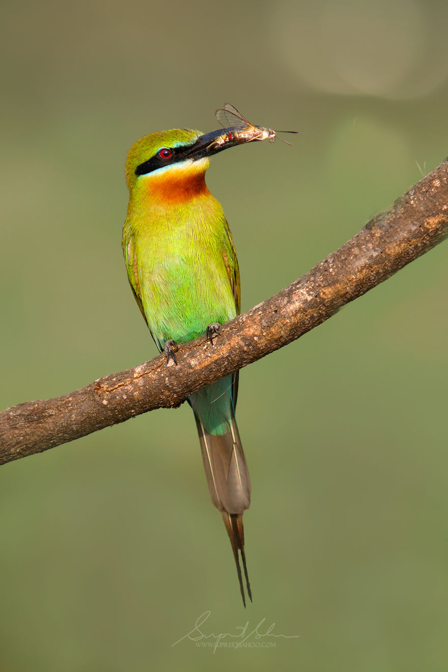 Blue-Tailed Bee-Eater