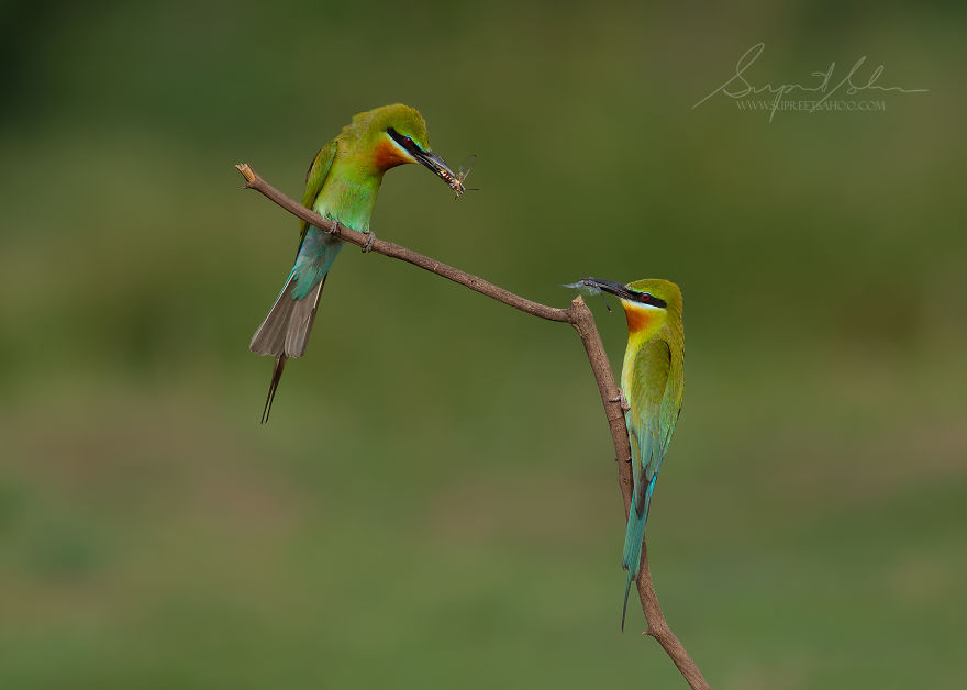 Blue-Tailed Bee-Eater