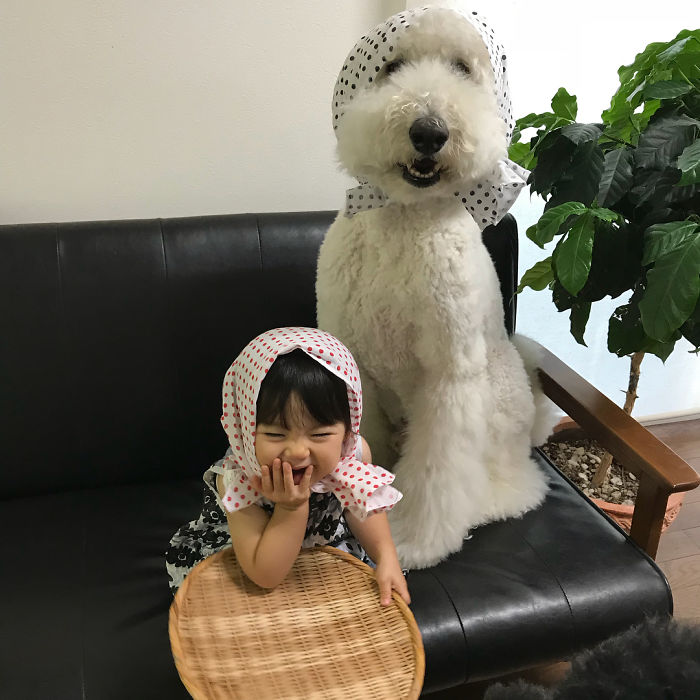 Child-Poodle-Dog-Friendship-Tamanegi-Qoo-Riku