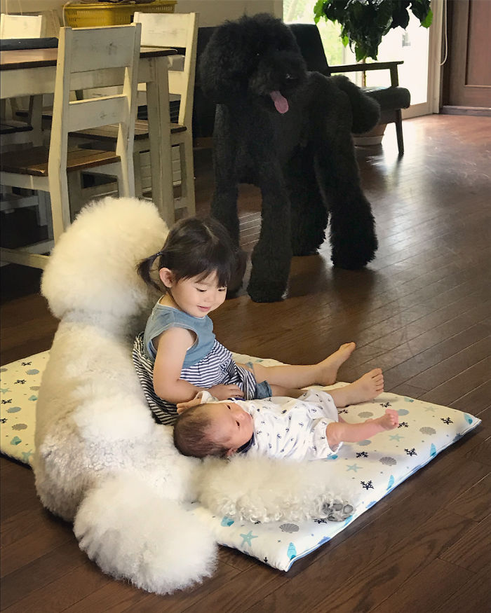 Child-Poodle-Dog-Friendship-Tamanegi-Qoo-Riku