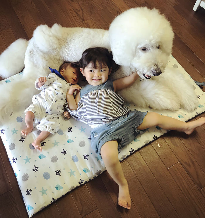 Child-Poodle-Dog-Friendship-Tamanegi-Qoo-Riku