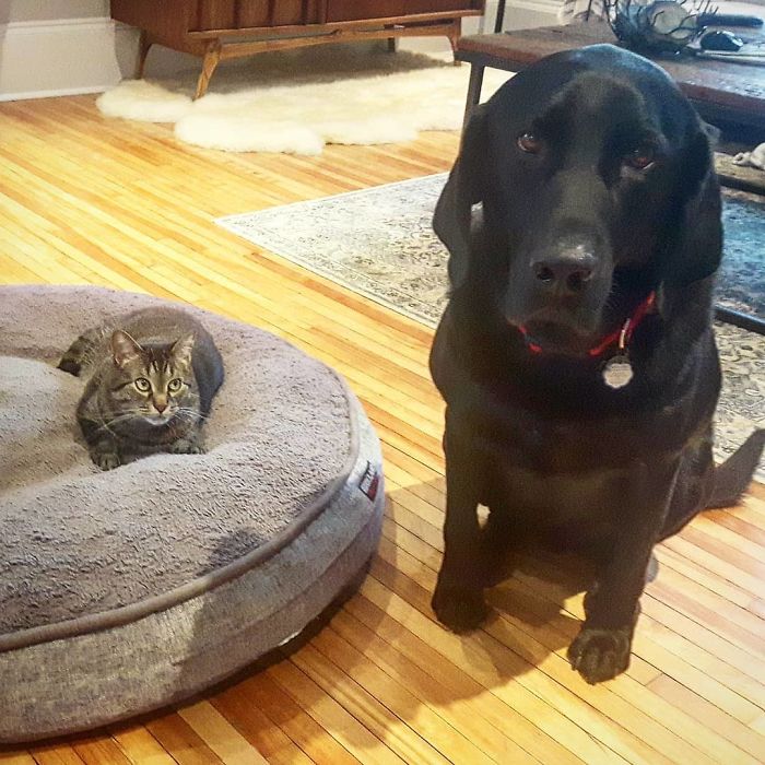 Sweet, Gentle Hank. Won't Even Challenge The Cat For The Only Spot In The House That's Rightfully His