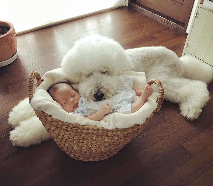 Child-Poodle-Dog-Friendship-Tamanegi-Qoo-Riku