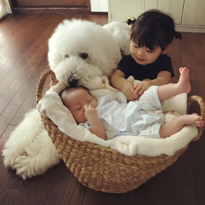 Child-Poodle-Dog-Friendship-Tamanegi-Qoo-Riku