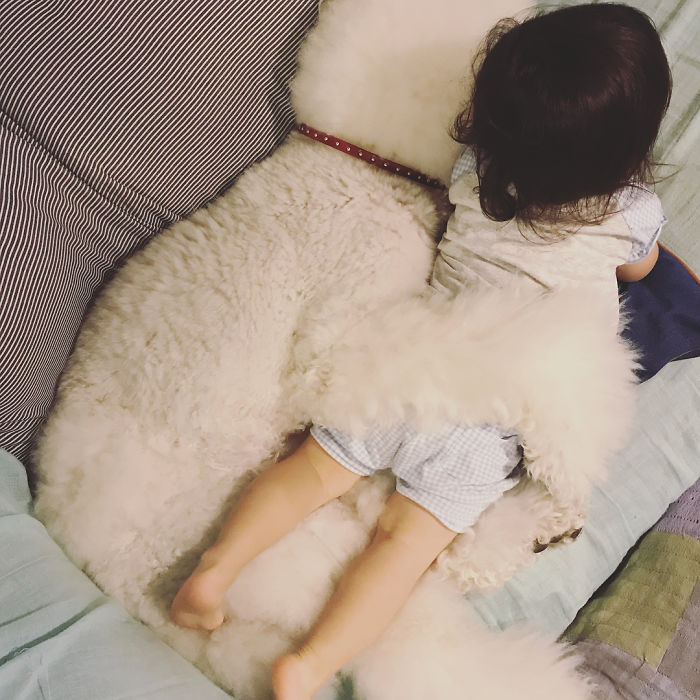Child-Poodle-Dog-Friendship-Tamanegi-Qoo-Riku