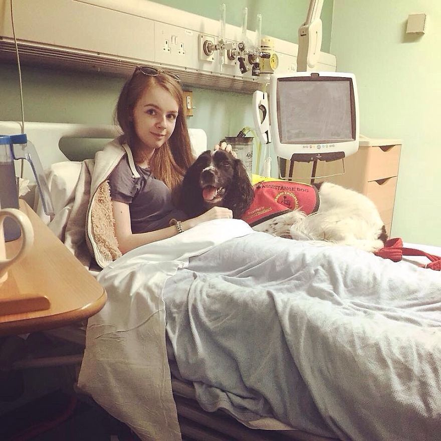 A Girl With A Disability Has The Most Adorable Helper - A Springer Spaniel Named Ted (17 Pics)