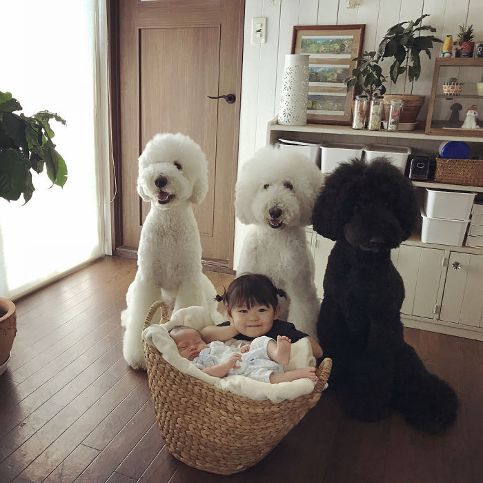 Child-Poodle-Dog-Friendship-Tamanegi-Qoo-Riku