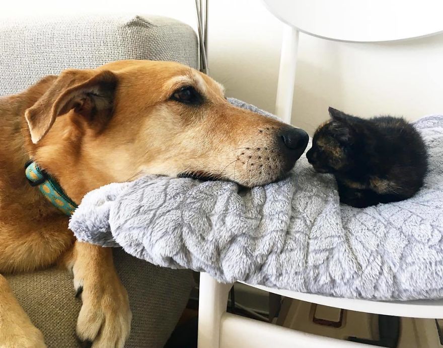Shelter Owner For Abandoned Kittens Has A Lovely Dog As A Helper And Couldn't Have A Better One