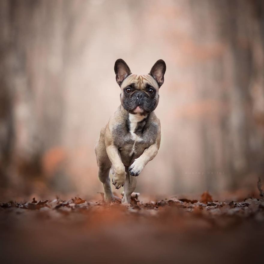 I Photograph Captivating Dog Portraits In Magical Forests And Unbelievable Places