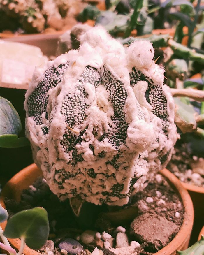 Astrophytum Myriostigma