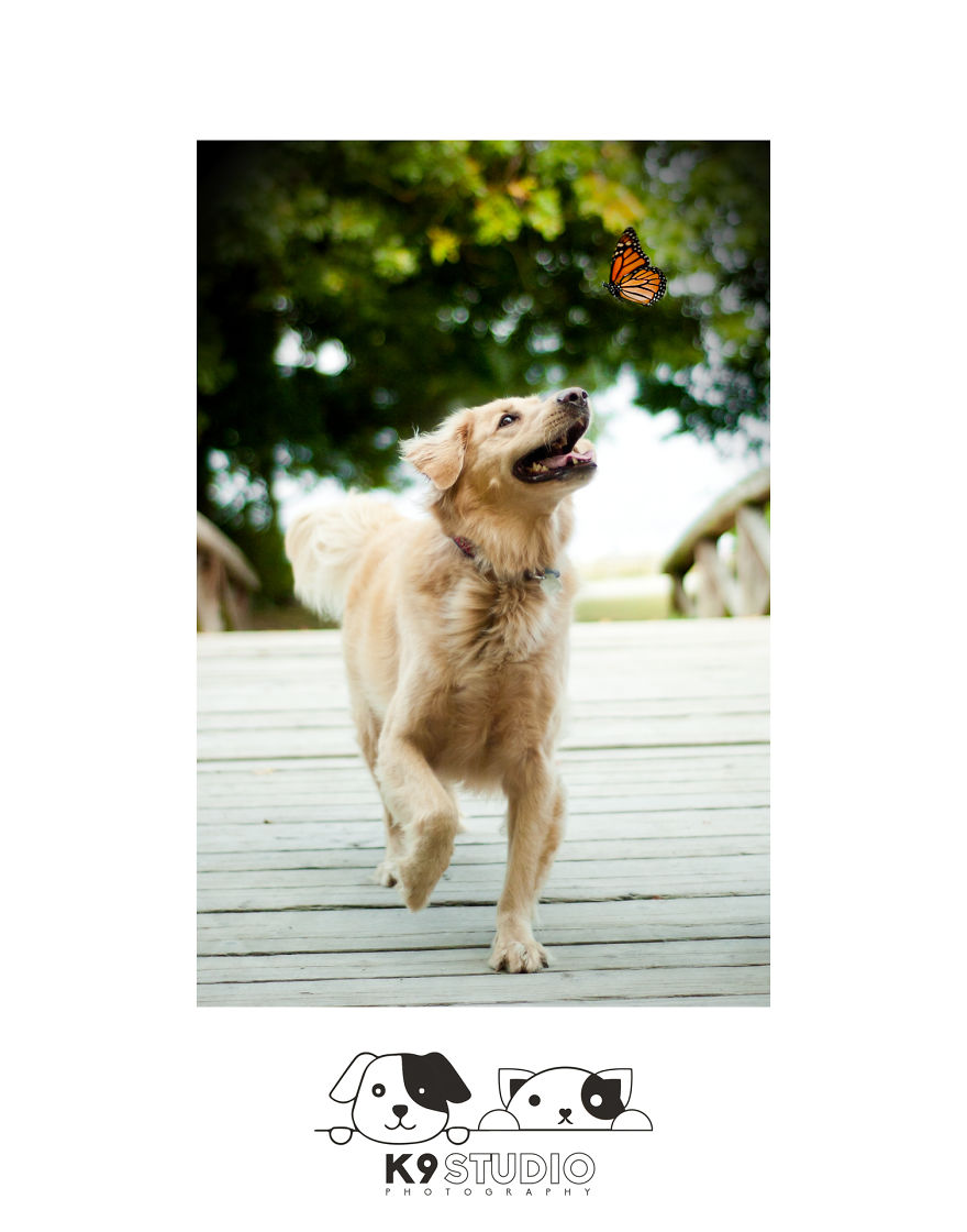 The Butterfly In The Whisperer