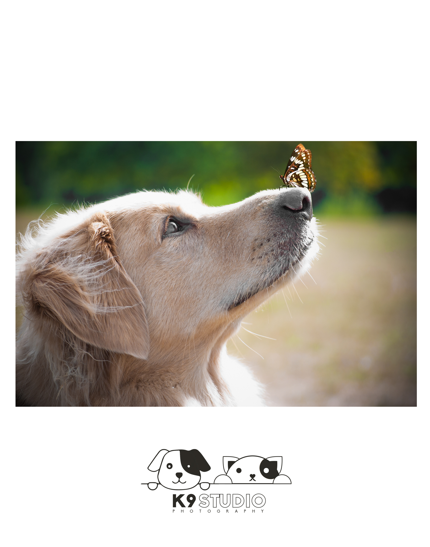 The Butterfly In The Whisperer