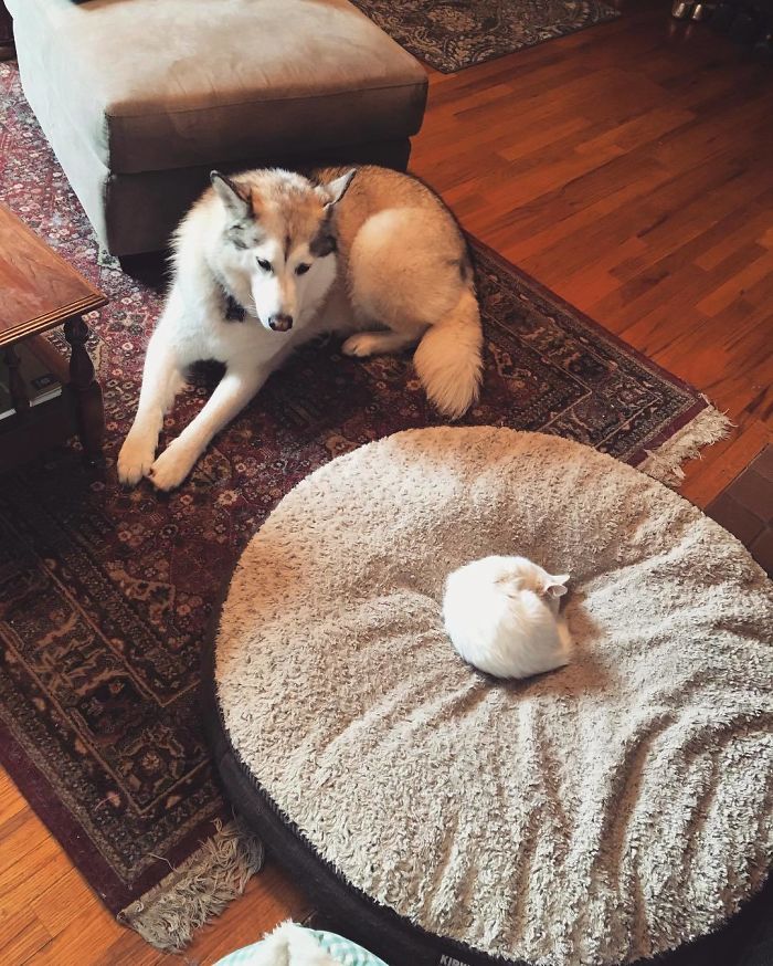 She Is Far Too Sweet To Kick Gandolf Out Of Her Bed