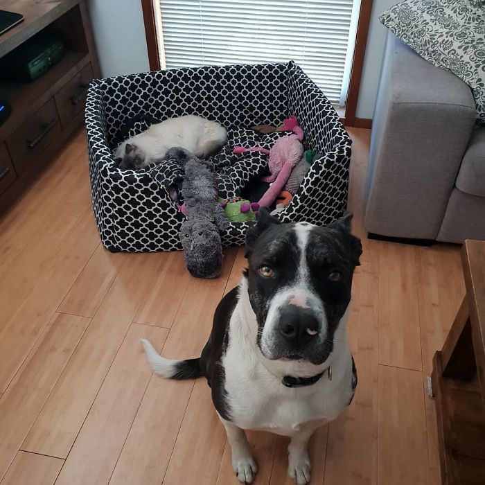 Poor Pootsie, Never Gets To Sleep In His Own Bed