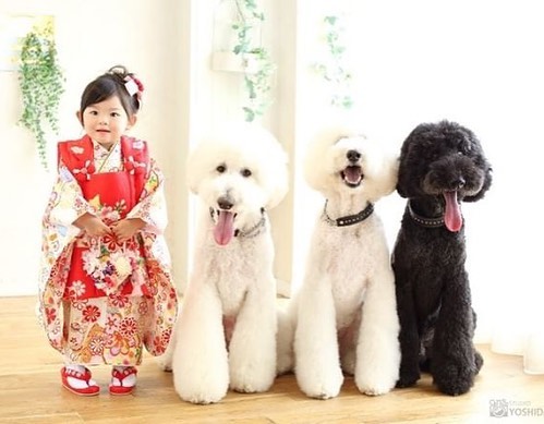 Child-Poodle-Dog-Friendship-Tamanegi-Qoo-Riku