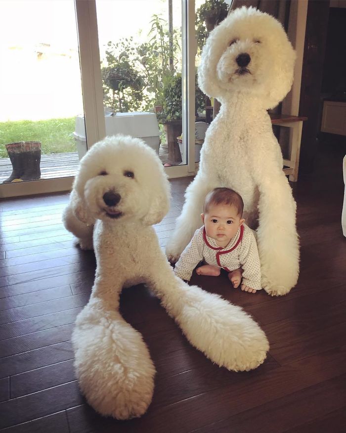 Child-Poodle-Dog-Friendship-Tamanegi-Qoo-Riku