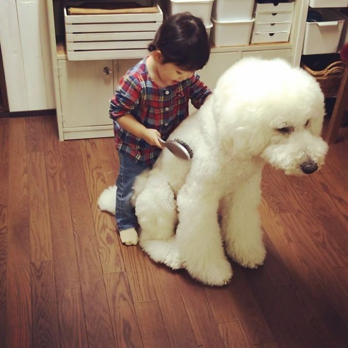 Child-Poodle-Dog-Friendship-Tamanegi-Qoo-Riku