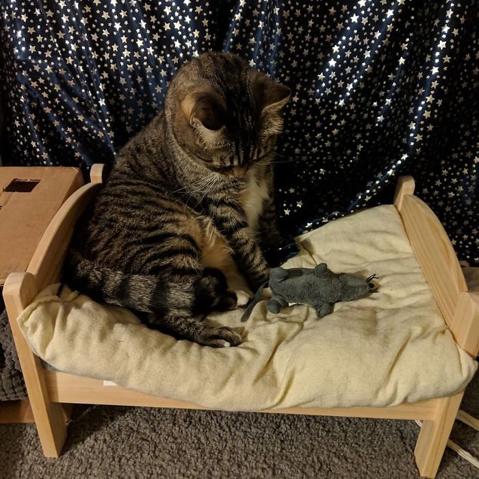 Cat Bed